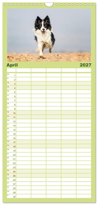 Border Collies 2027 (CALVENDO Familienplaner 2027)