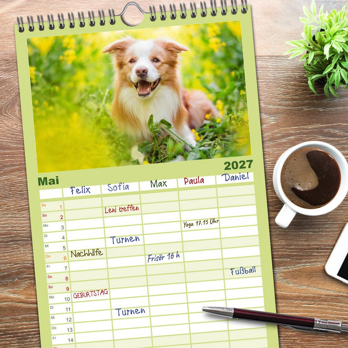 Border Collies 2027 (CALVENDO Familienplaner 2027)