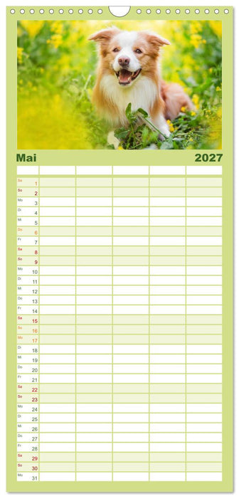 Border Collies 2027 (CALVENDO Familienplaner 2027)