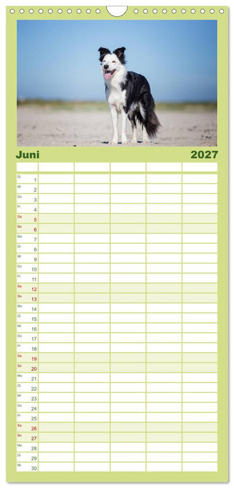 Border Collies 2027 (CALVENDO Familienplaner 2027)
