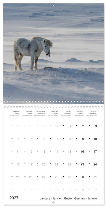 Icelandic Horses - wild and free (CALVENDO Monthly Calendar 2027)