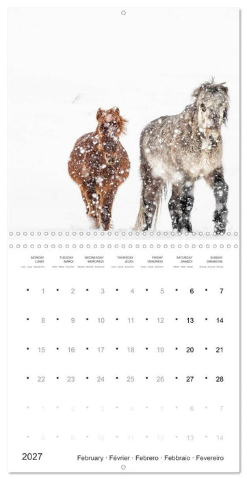 Icelandic Horses - wild and free (CALVENDO Monthly Calendar 2027)