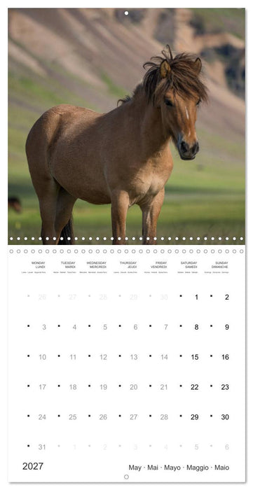 Icelandic Horses - wild and free (CALVENDO Monthly Calendar 2027)