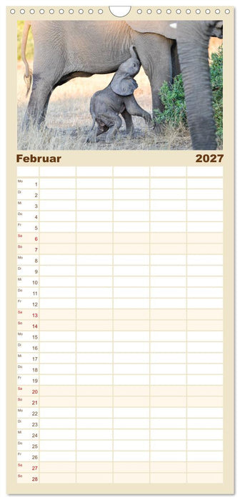 Babyelefanten (CALVENDO Familienplaner 2027)
