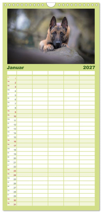 Belgischer Schäferhund - Der Malinois (CALVENDO Familienplaner 2027)