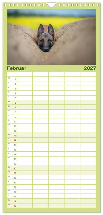 Belgischer Schäferhund - Der Malinois (CALVENDO Familienplaner 2027)