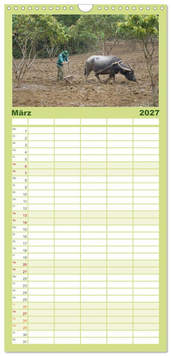 Kühe mit Hörnern (CALVENDO Familienplaner 2027)