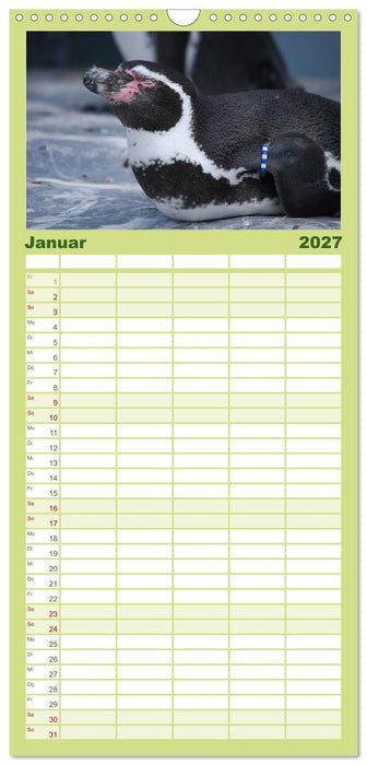 Pinguine 2027 (CALVENDO Familienplaner 2027)