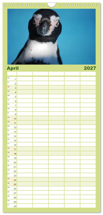 Pinguine 2027 (CALVENDO Familienplaner 2027)