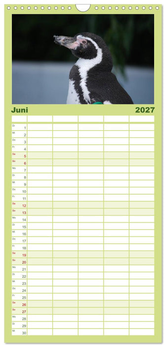 Pinguine 2027 (CALVENDO Familienplaner 2027)