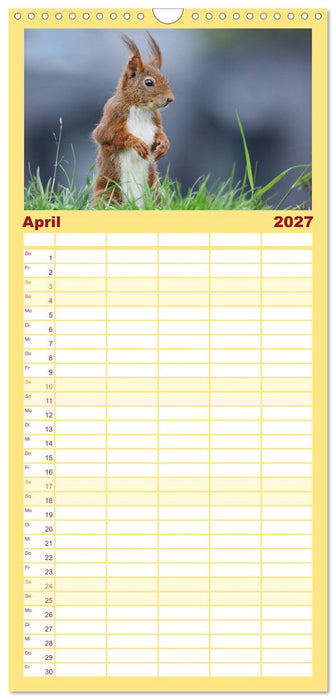 Eichhörnchen in zauberhaften Posen (CALVENDO Familienplaner 2027)