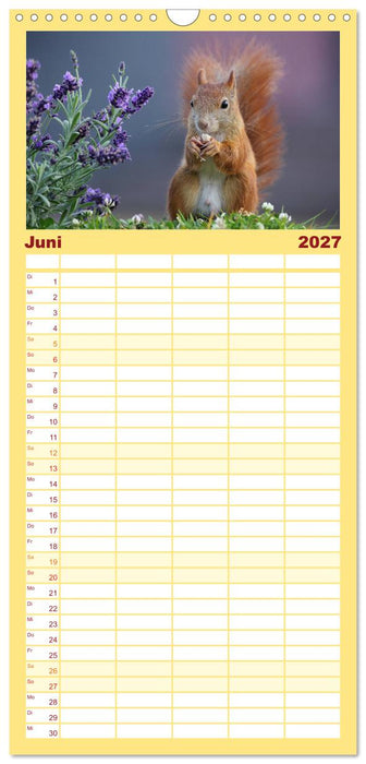 Eichhörnchen in zauberhaften Posen (CALVENDO Familienplaner 2027)