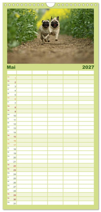 Der MOPS-Kalender (CALVENDO Familienplaner 2027)