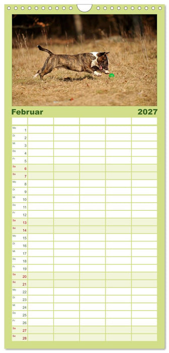 Bullterrier, Powerpakete auf 4 Pfoten (CALVENDO Familienplaner 2027)
