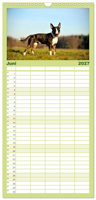 Bullterrier, Powerpakete auf 4 Pfoten (CALVENDO Familienplaner 2027)