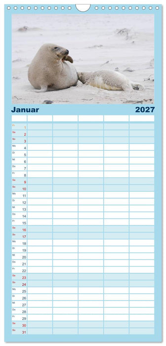Faszination Kegelrobben und Seehunde (CALVENDO Familienplaner 2027)