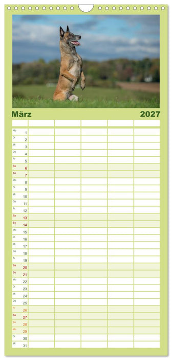 Belgischer Schäferhund - Der Malinois in Action (CALVENDO Familienplaner 2027)