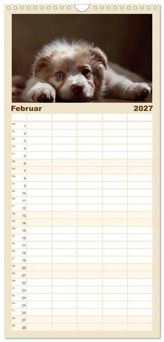 Charmante Australian Shepherds (CALVENDO Familienplaner 2027)