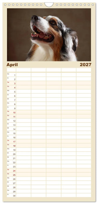 Charmante Australian Shepherds (CALVENDO Familienplaner 2027)