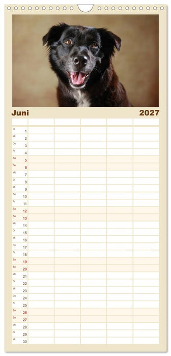 Charmante Australian Shepherds (CALVENDO Familienplaner 2027)