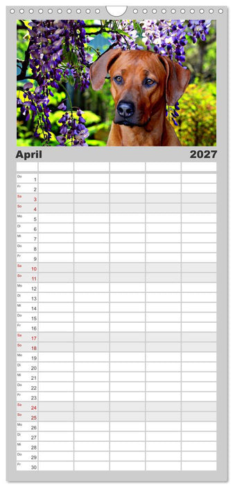 Rhodesian Ridgeback - Moments (CALVENDO Familienplaner 2027)