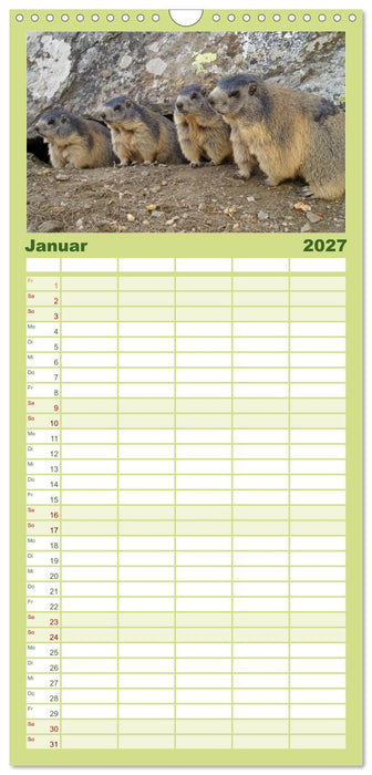 Wildlife - Verspielte Murmeltiere (CALVENDO Familienplaner 2027)