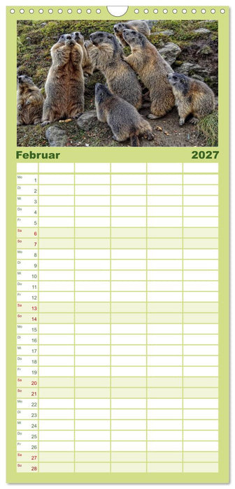 Wildlife - Verspielte Murmeltiere (CALVENDO Familienplaner 2027)