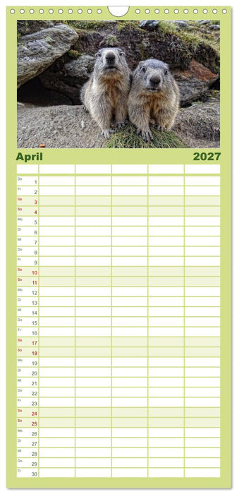 Wildlife - Verspielte Murmeltiere (CALVENDO Familienplaner 2027)