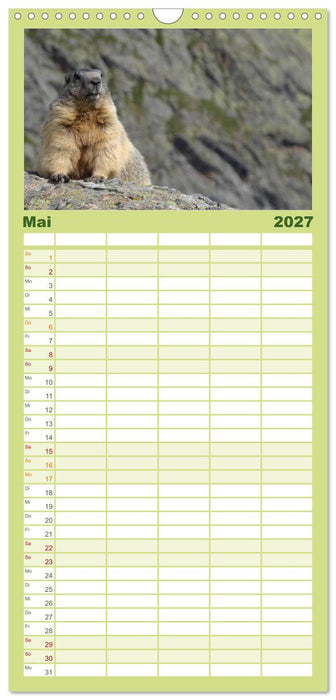 Wildlife - Verspielte Murmeltiere (CALVENDO Familienplaner 2027)
