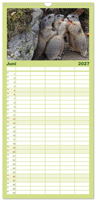 Wildlife - Verspielte Murmeltiere (CALVENDO Familienplaner 2027)
