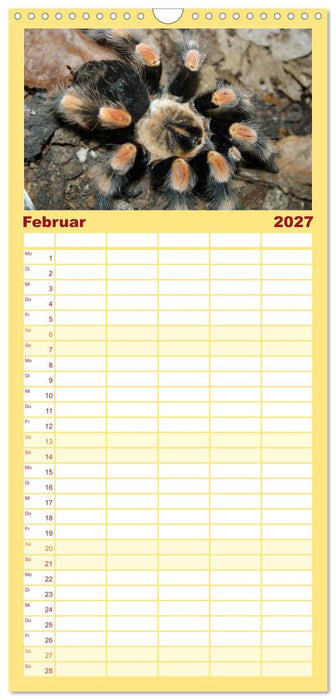 Vogelspinnen (CALVENDO Familienplaner 2027)