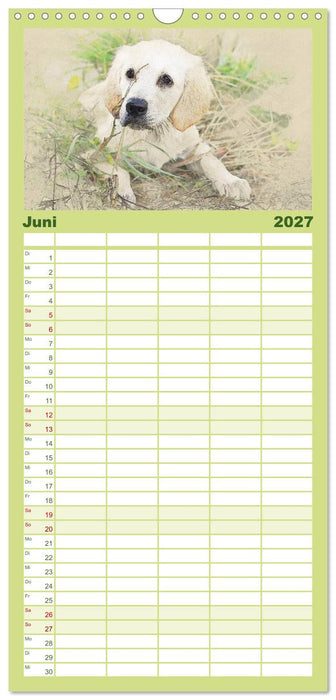 Hundewelpen 2027 (CALVENDO Familienplaner 2027)