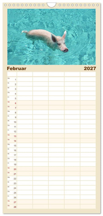 Schwimmende Schweine auf den Bahamas! (CALVENDO Familienplaner 2027)
