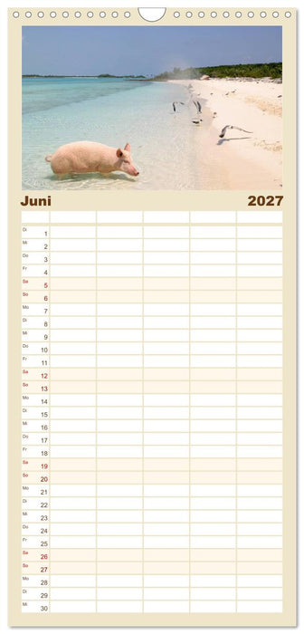 Schwimmende Schweine auf den Bahamas! (CALVENDO Familienplaner 2027)
