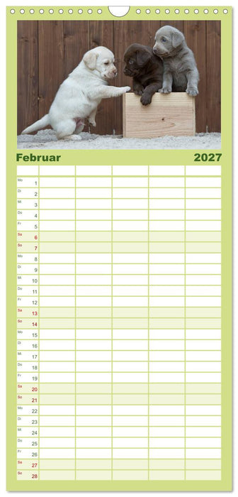 Labrador Welpen (CALVENDO Familienplaner 2027)