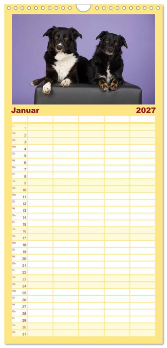 Bunte Pfoten (CALVENDO Familienplaner 2027)