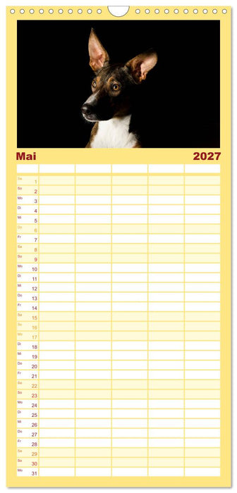 Bunte Pfoten (CALVENDO Familienplaner 2027)