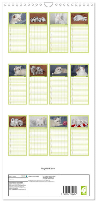 Ragdoll Kitten (CALVENDO Familienplaner 2027)