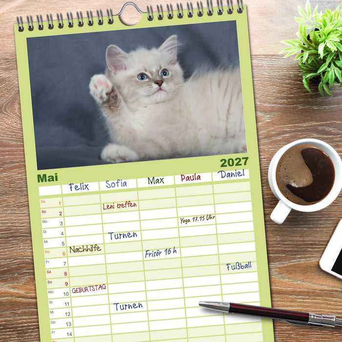 Ragdoll Kitten (CALVENDO Familienplaner 2027)