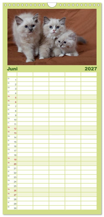 Ragdoll Kitten (CALVENDO Familienplaner 2027)
