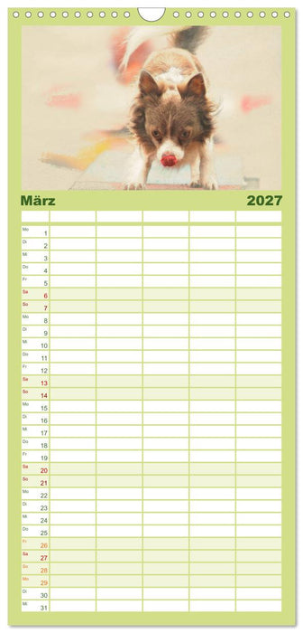 Chihuahuas 2027 (CALVENDO Familienplaner 2027)