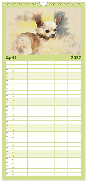 Chihuahuas 2027 (CALVENDO Familienplaner 2027)