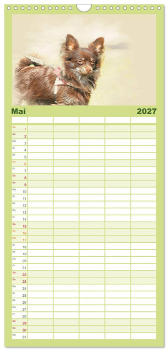 Chihuahuas 2027 (CALVENDO Familienplaner 2027)