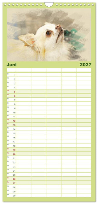 Chihuahuas 2027 (CALVENDO Familienplaner 2027)