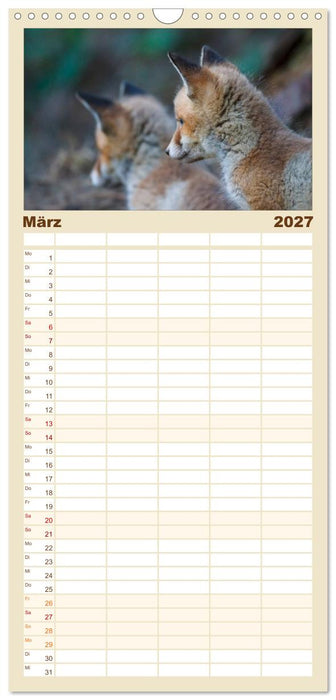 Füchse in freier Natur (CALVENDO Familienplaner 2027)