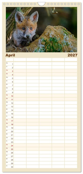Füchse in freier Natur (CALVENDO Familienplaner 2027)