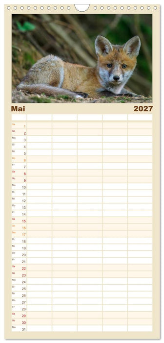 Füchse in freier Natur (CALVENDO Familienplaner 2027)