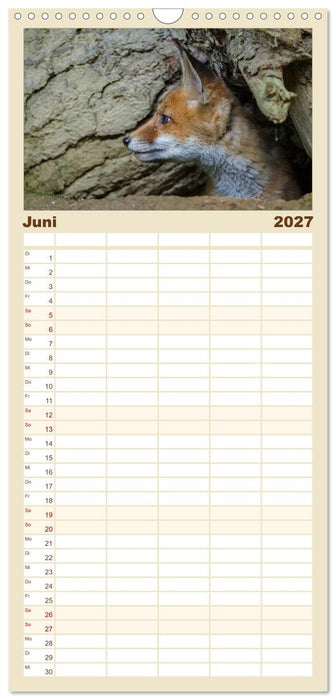 Füchse in freier Natur (CALVENDO Familienplaner 2027)