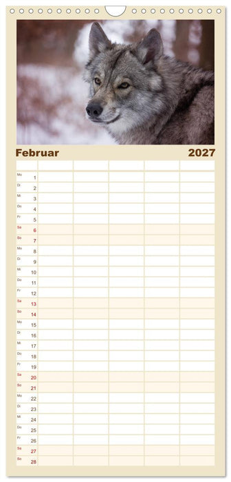 Wolfshunde 2027 (CALVENDO Familienplaner 2027)