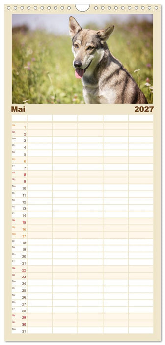 Wolfshunde 2027 (CALVENDO Familienplaner 2027)